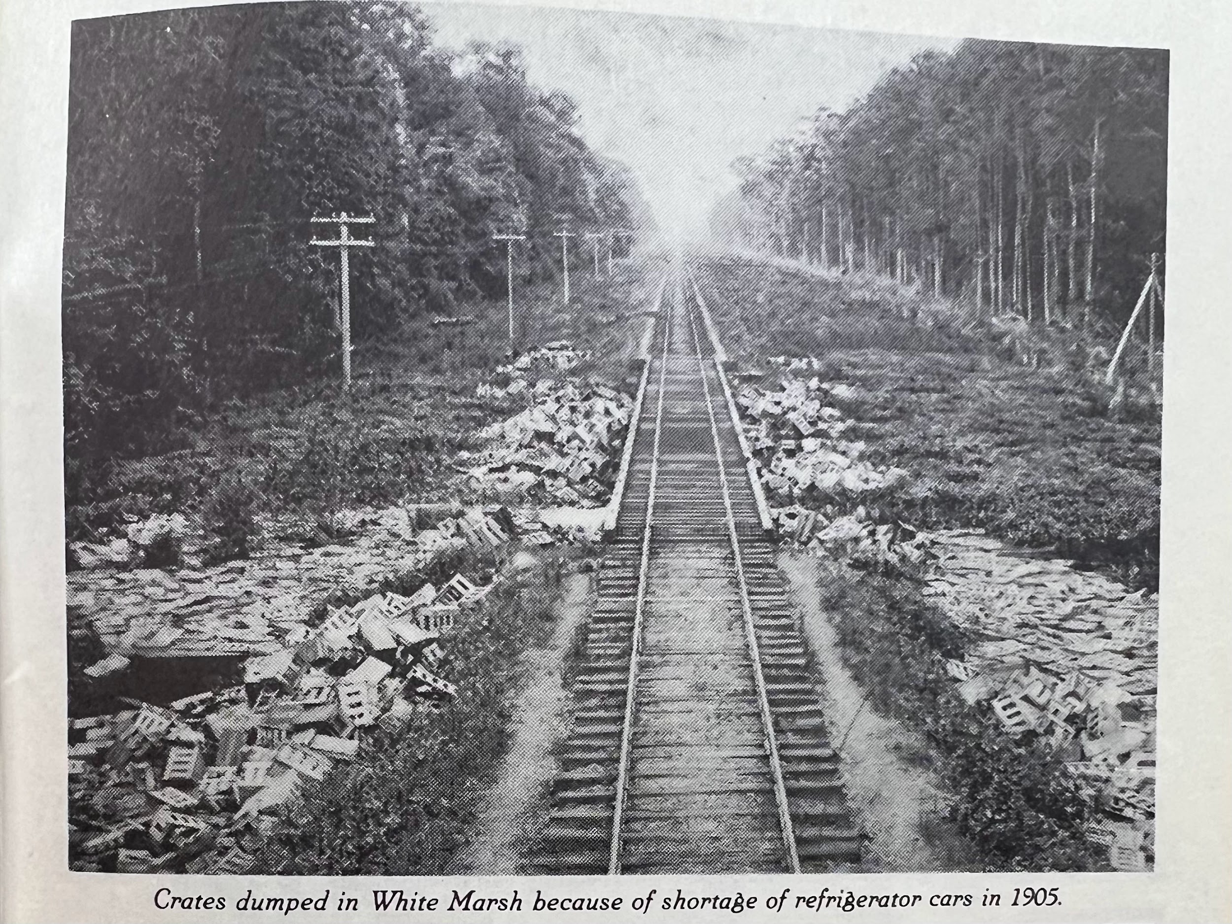 NC Strawberry Festival Memory