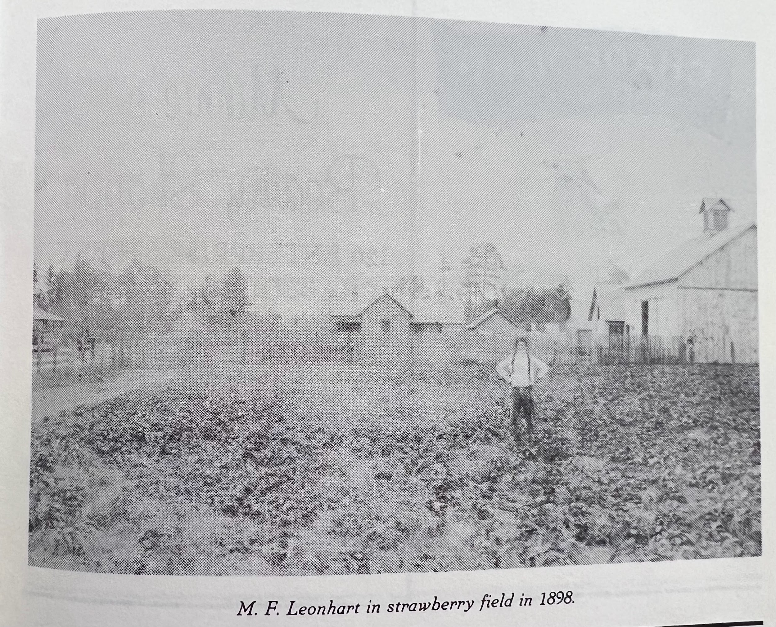 NC Strawberry Festival Memory